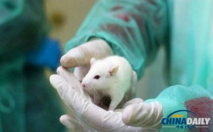 日本科学家用一滴血克隆出雌老鼠