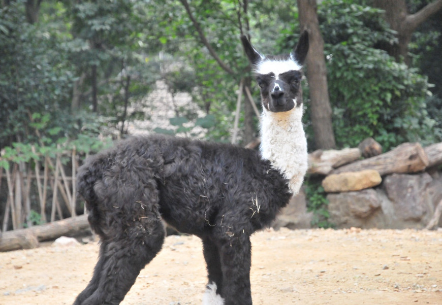 走,去杭州动物园看羊驼