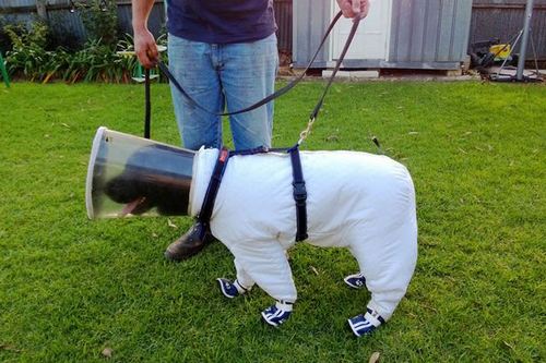 澳养蜂人为狗狗制作特殊制服防其被蜜蜂蛰咬