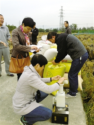 温州瑞安农户连作晚稻亩产比浙江省最高纪录高