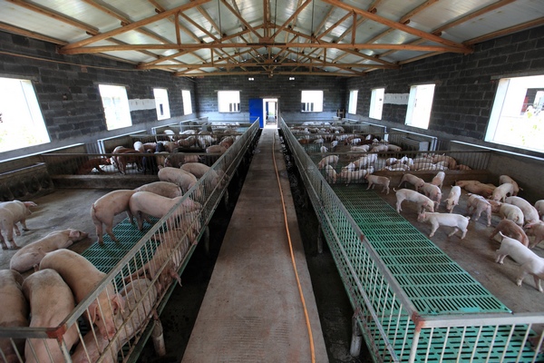 金华兰溪首批78家养猪场告别脏乱臭