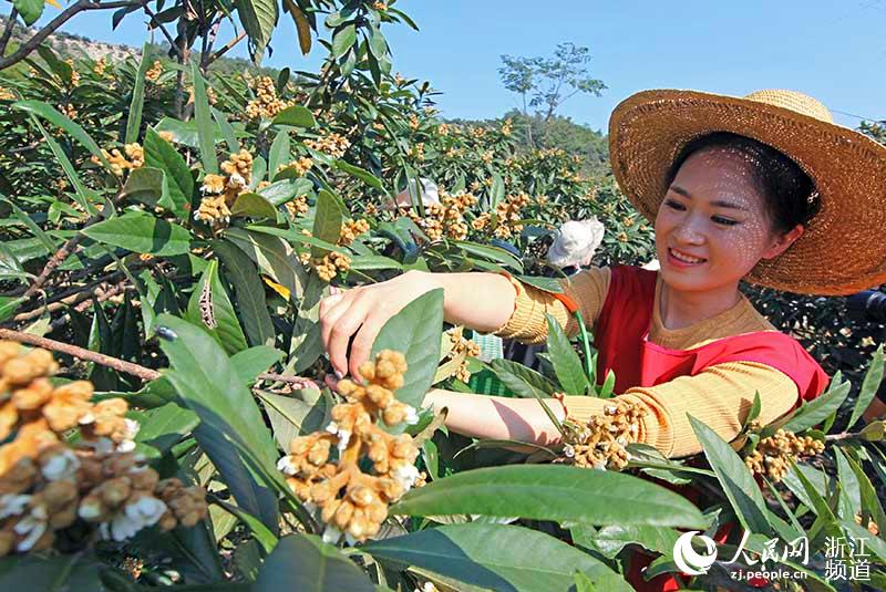 11月19日，在宁波宁海县一市镇，种植户们正在采摘白枇杷花。李江林 摄 