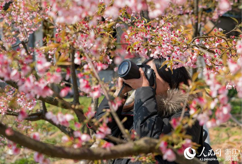 宁波江北: 樱花节 迎春天