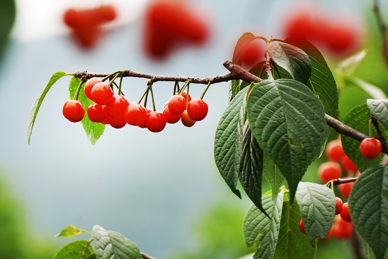 绍兴市上虞区下管镇2017生态文化旅游暨樱桃