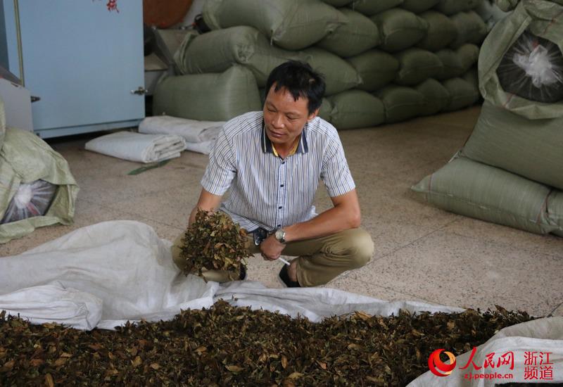 谢细和看见今年茶叶品质更好了,脸上笑开了花。