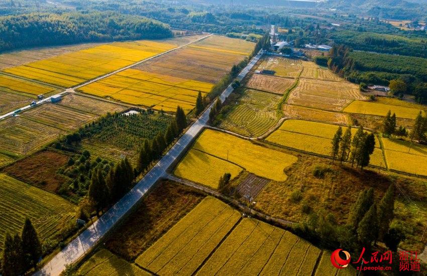 湖州吴兴：晚稻黄收割忙（组图）【2】