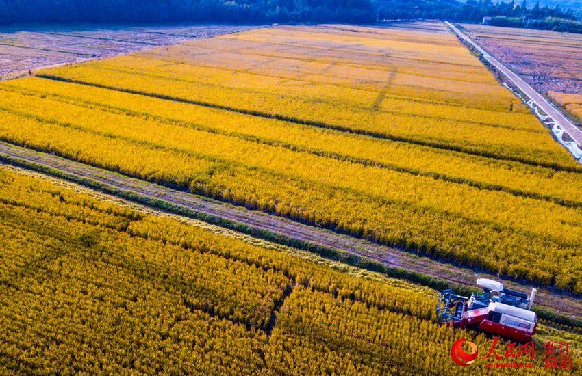 湖州吴兴：晚稻黄收割忙（组图）【7】