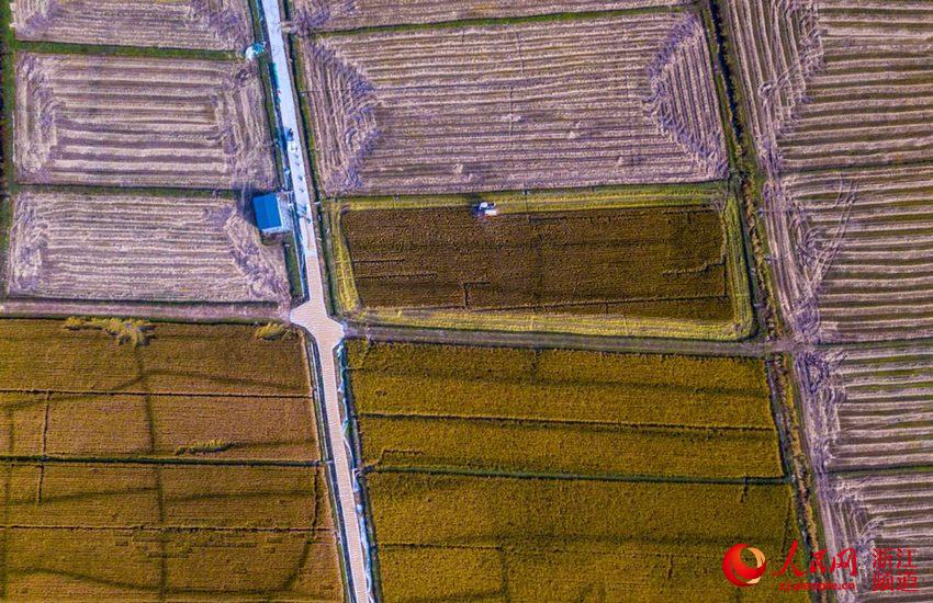 湖州吴兴：晚稻黄收割忙（组图）【3】