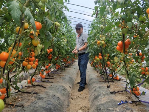 專家們在杭州市臨安區龍崗鎮蔬菜基地指導抗災自救。嚴少君攝