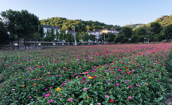 荆溪村花海一隅