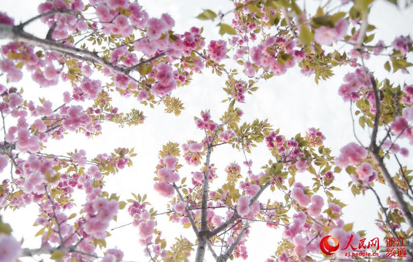 �㽭̨�ݣ�����ӣ���� ̤������ʱ��4��