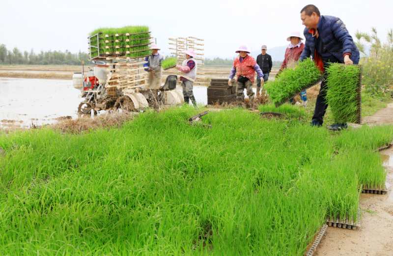 浙江台州：鼓励农民多种粮 早稻面积“八连增” 【3】