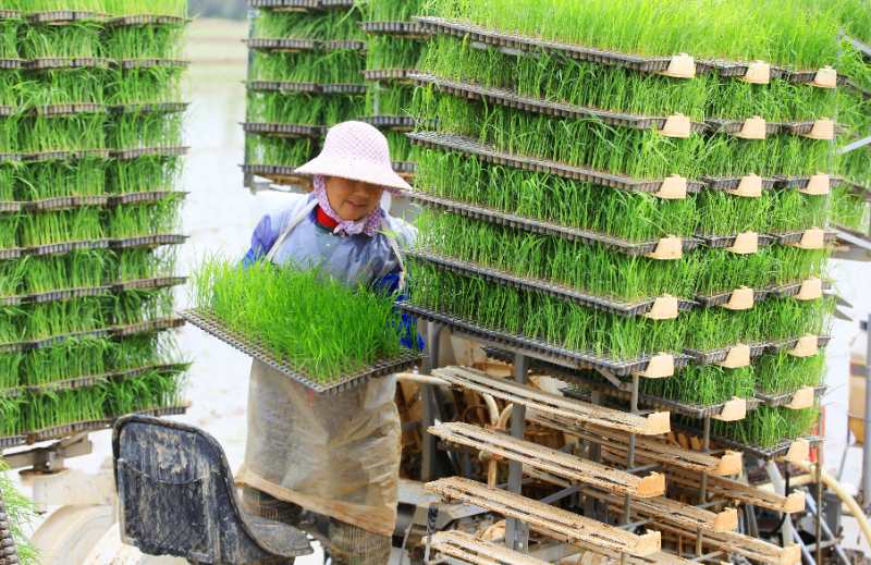 浙江台州：鼓励农民多种粮 早稻面积“八连增” 【4】