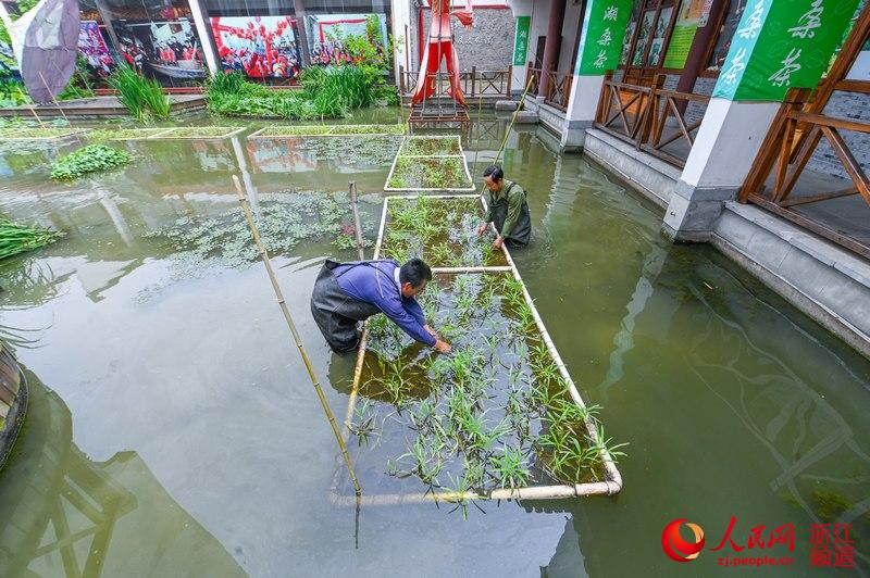 浙江湖州:水生蔬菜 净水增收