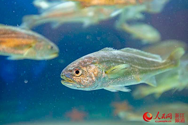 7月16日，全人工养殖小黄鱼在水里游动。章勇涛 摄