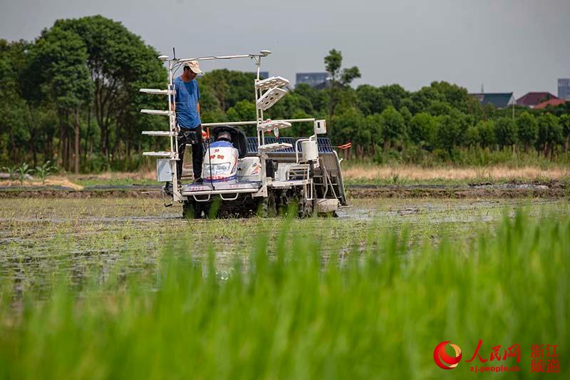 8月11日，在浙江省慈溪市橫河鎮，無人駕駛插秧機在一處稻田裡工作。章勇濤 攝