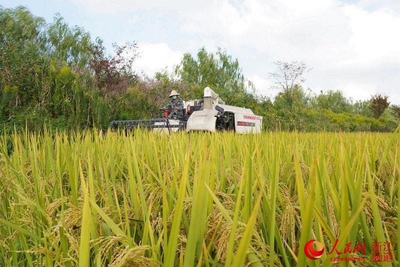 種糧大戶正在收割晚稻。