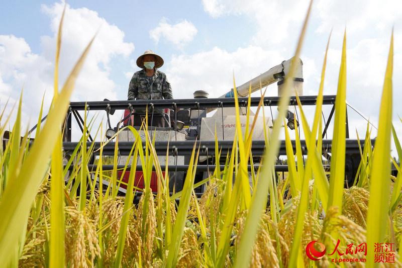 種糧大戶正在操作收割機。