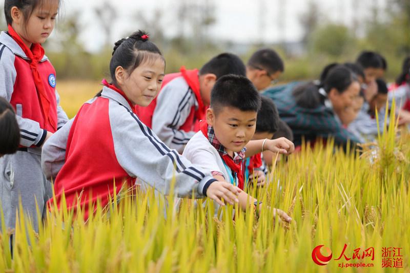 學生們在細心觀察水稻生長情況。王正攝