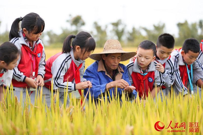 學生們在種糧大戶帶領下細心觀察水稻生長情況。王正攝