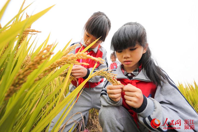 學生們在細心觀察水稻生長情況。王正攝