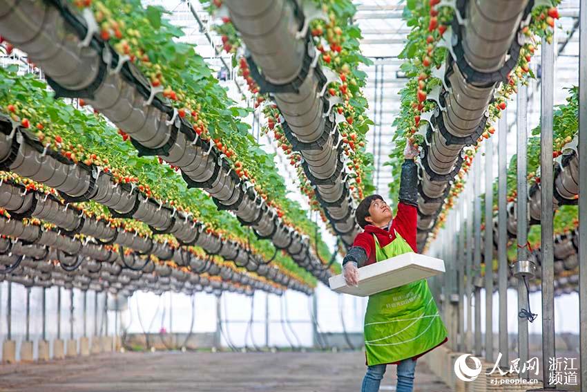  12月25日，草莓陸續成熟，工人忙著採摘草莓。章勇濤 攝