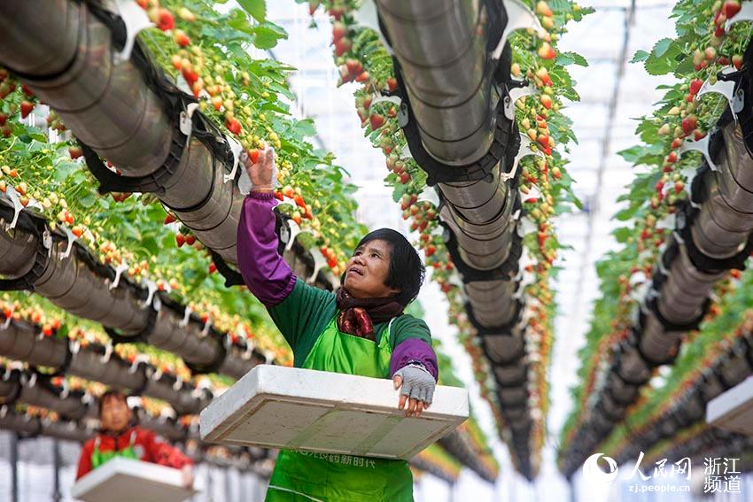 12月25日，草莓陸續成熟，工人忙著採摘草莓。章勇濤 攝