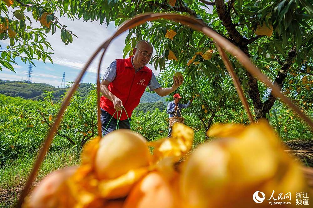 7月13日，黨員志願者幫助桃農採摘水蜜桃。人民網 章勇濤攝
