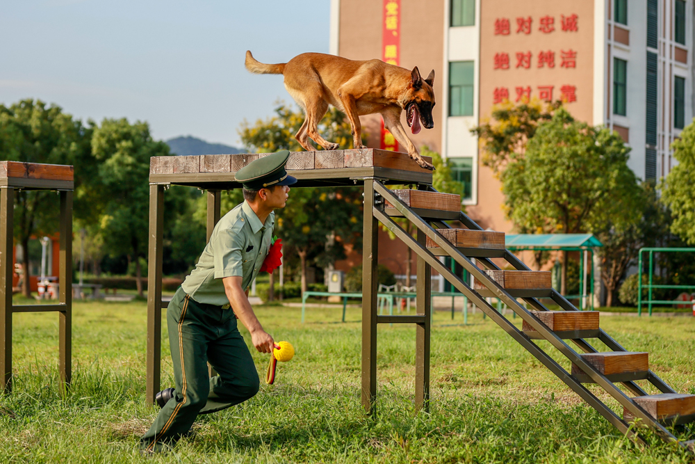 退伍战士张柳华与“战友”警犬豆豆进行跨越障碍训练。盛相良摄