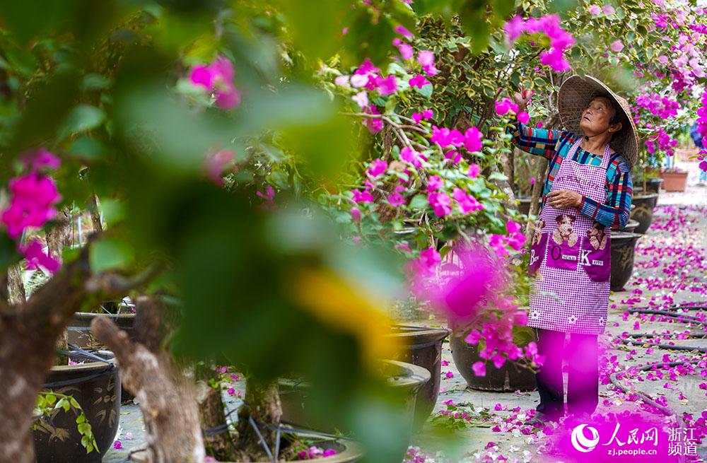台州市仙居縣台創園一家花卉種植基地，花農正在對盆栽花木進行修枝。人民網 章勇濤攝
