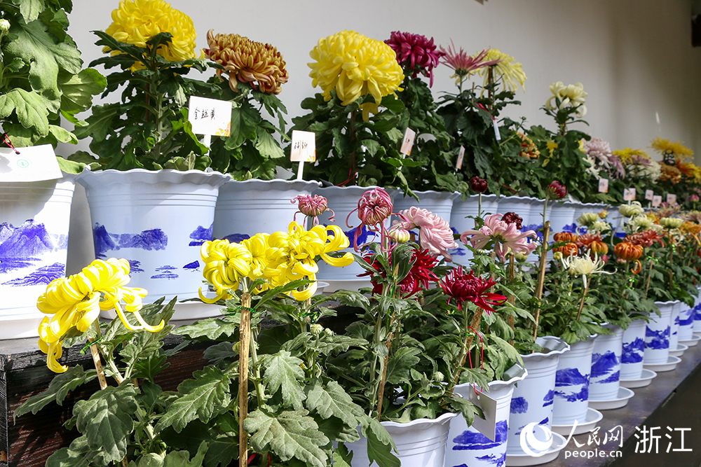 长三角地区15个城市精心选送了800余个品种菊。人民网 秦文摄