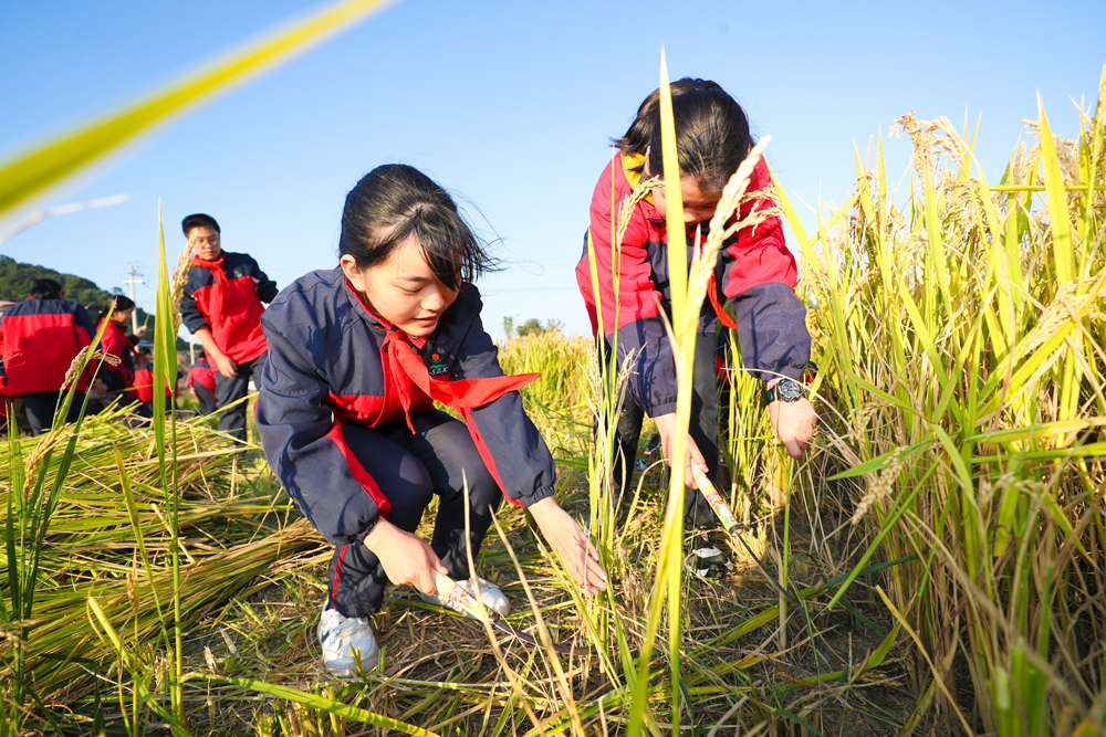 学生们正在体验割稻。王正摄