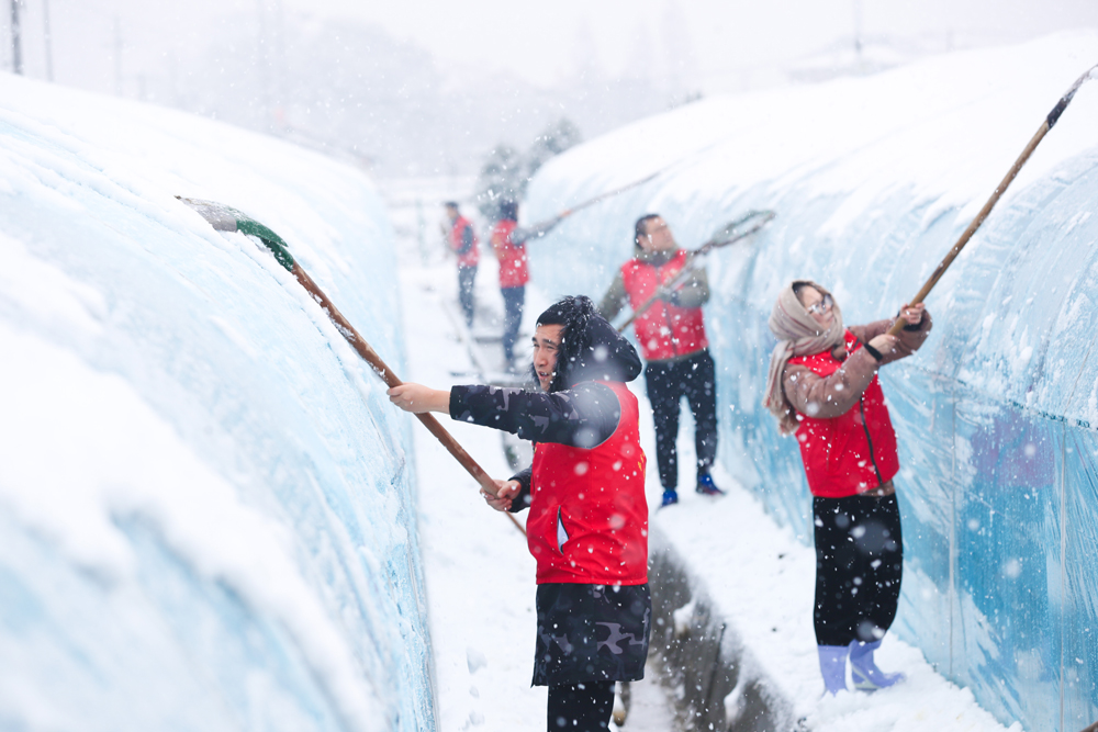 党员志愿者帮助清理大棚上的积雪。王正摄
