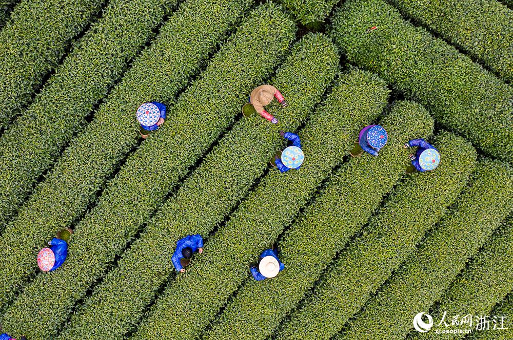 3月18日，採茶工在杭州市西湖區轉塘街道上城埭村的茶山上採摘西湖龍井明前茶的嫩芽。人民網 章勇濤攝