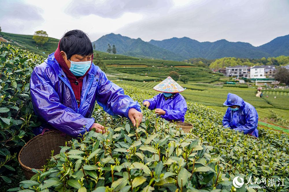 3月18日，採茶工在杭州市西湖區轉塘街道上城埭村的茶山上採摘西湖龍井明前茶的嫩芽。人民網 章勇濤攝