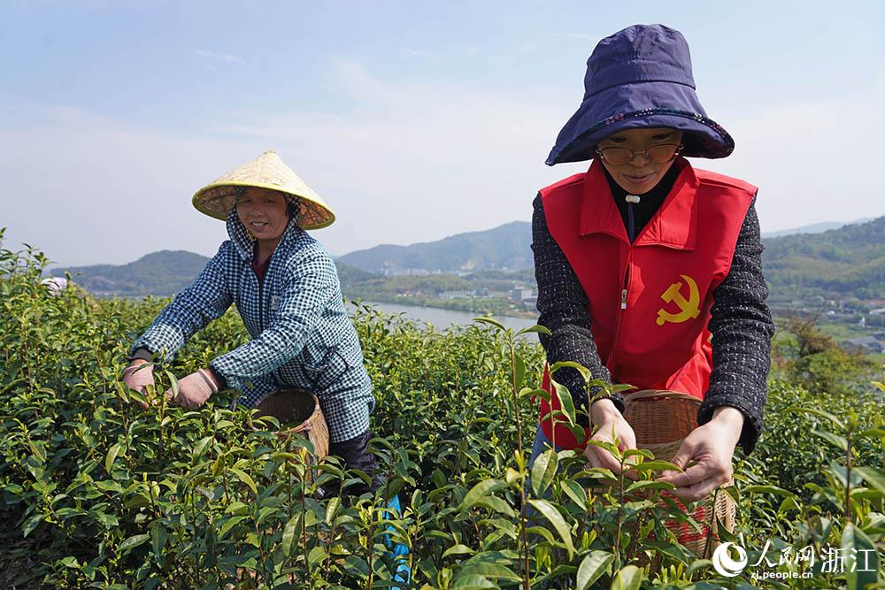 4月2日，10余名党员干部在宁波市江北区慈城镇三勤村茶园基地助农采茶。人民网 章勇涛摄