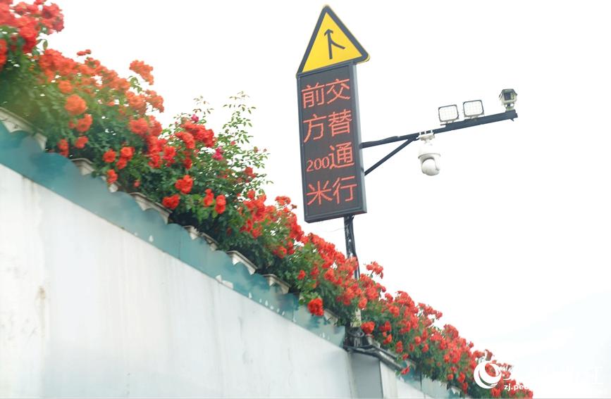 近期氣溫上升，部分高架月季已處於初花期。人民網 張麗瑋攝