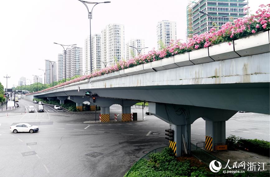 近期氣溫上升，部分高架月季已處於初花期。人民網 張麗瑋攝
