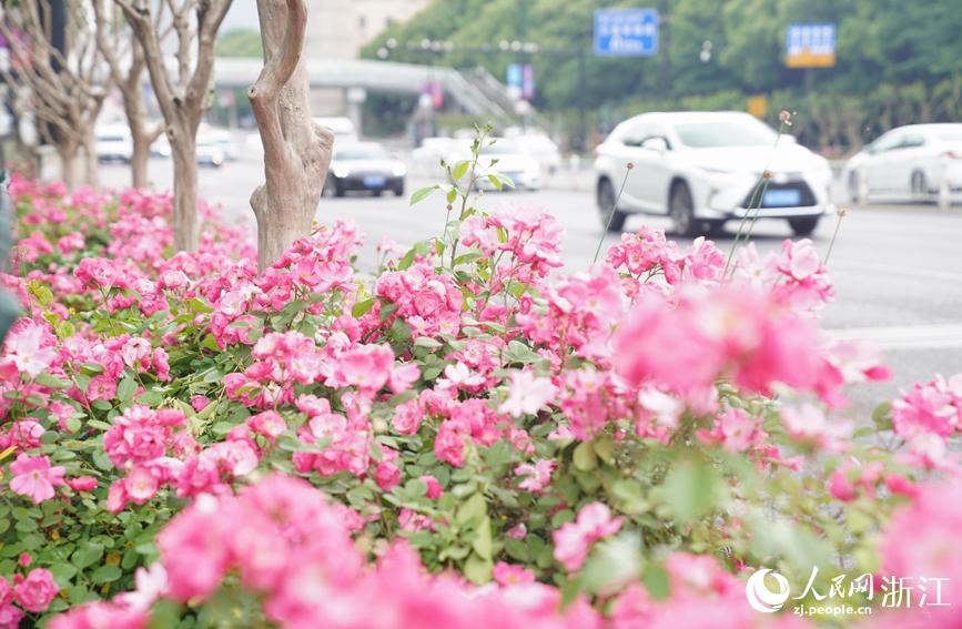 除了高架外，杭州主城區城市道路旁也種植了不少月季。人民網 張麗瑋攝