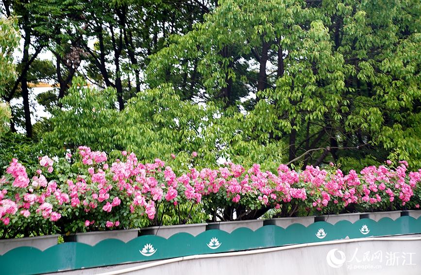 近期氣溫上升，部分高架月季已處於初花期。人民網 張麗瑋攝