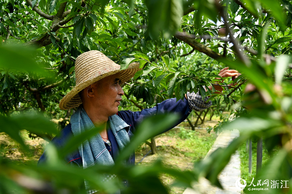 6月18日，嘉兴桐乡梧桐街道桃园村的一处果园里，农户正忙着采摘��李。人民网 叶宾得摄