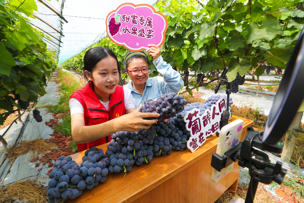 党员志愿者和果农在大棚内直播销售葡萄。王正摄