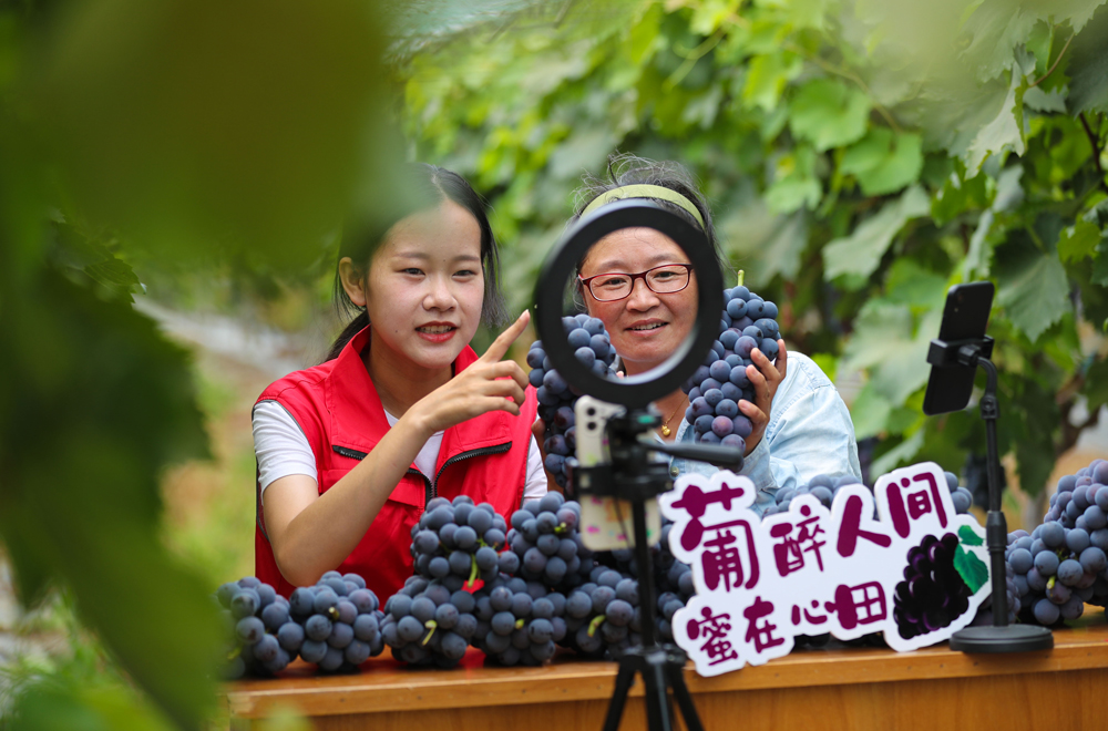 党员志愿者和果农在大棚内直播销售葡萄。王正摄
