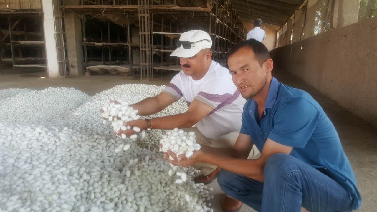 家蚕新品种在乌兹别克斯坦喜获丰收
