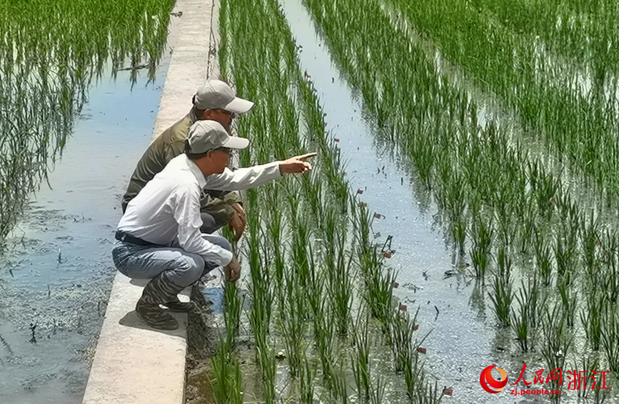 张小明在稻田上观察稻苗长势。人民网 张帆摄