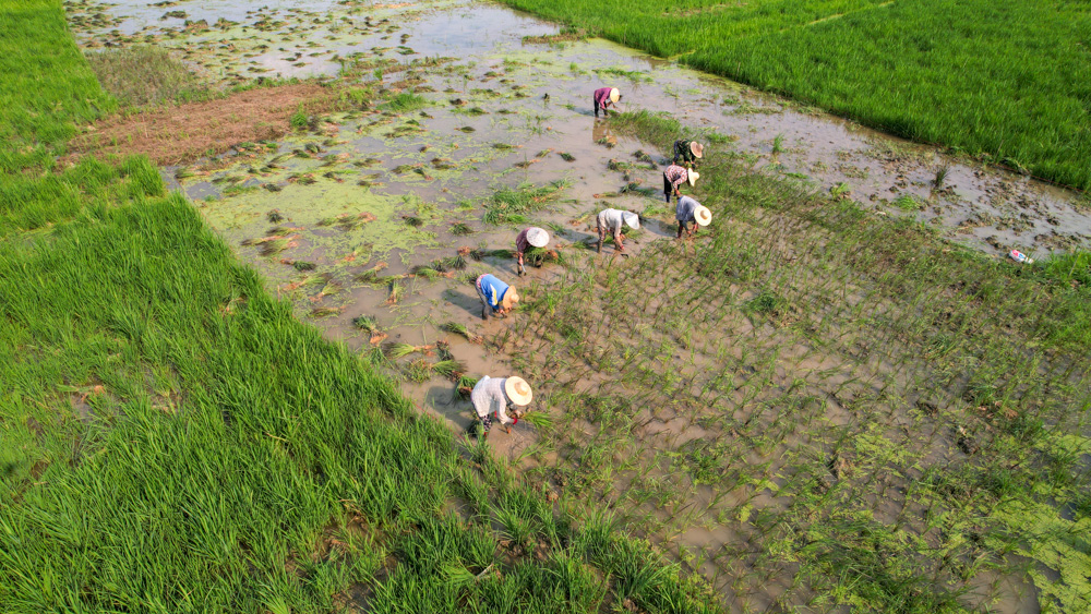 近日，湖州市德清县钟管镇茅山村粮食功能区内，村民正在种植彩色水稻。白羽摄