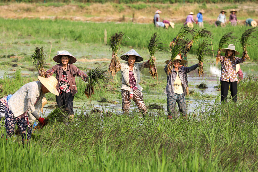 近日，湖州市德清县钟管镇茅山村粮食功能区内，村民正在种植彩色水稻。白羽摄