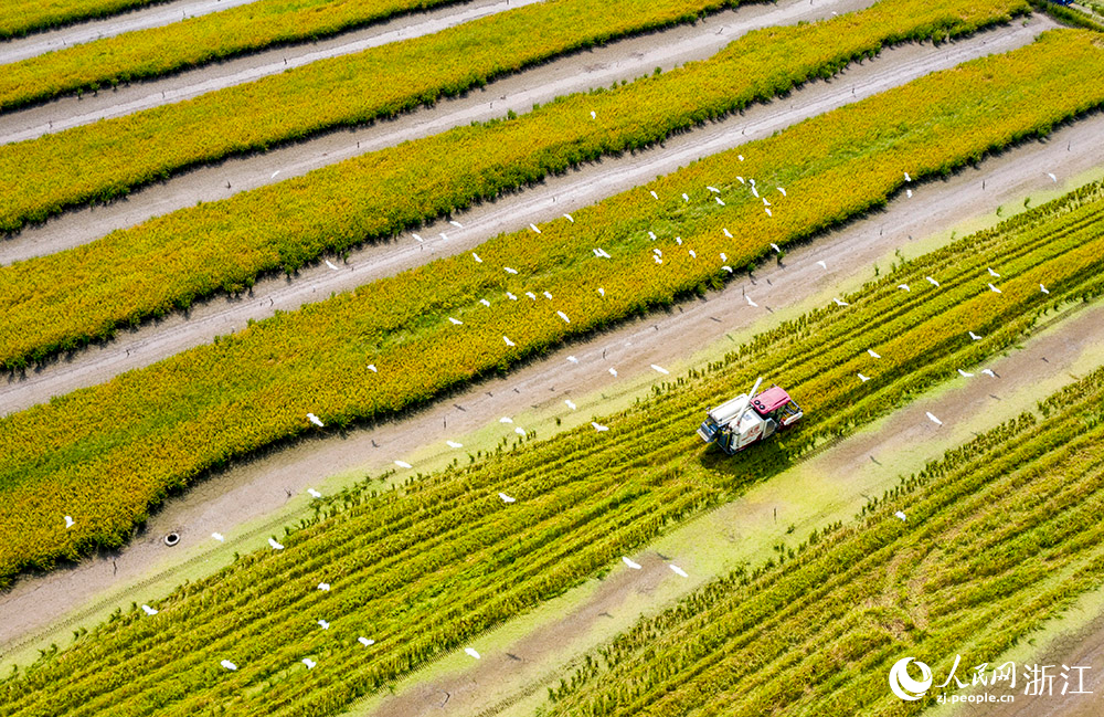 8月11日，在浙江省慈溪市观海卫镇稻田里，农机来回穿梭，一旁白鹭在觅食。人民网 章勇涛摄
