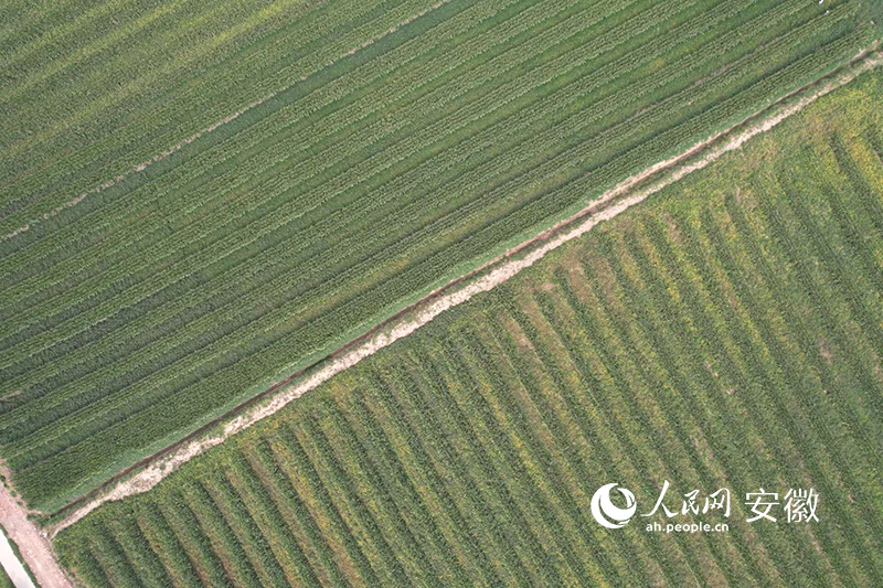 俯瞰闻集镇大豆、玉米带状复合种植百亩示范区。人民网 苗子健摄