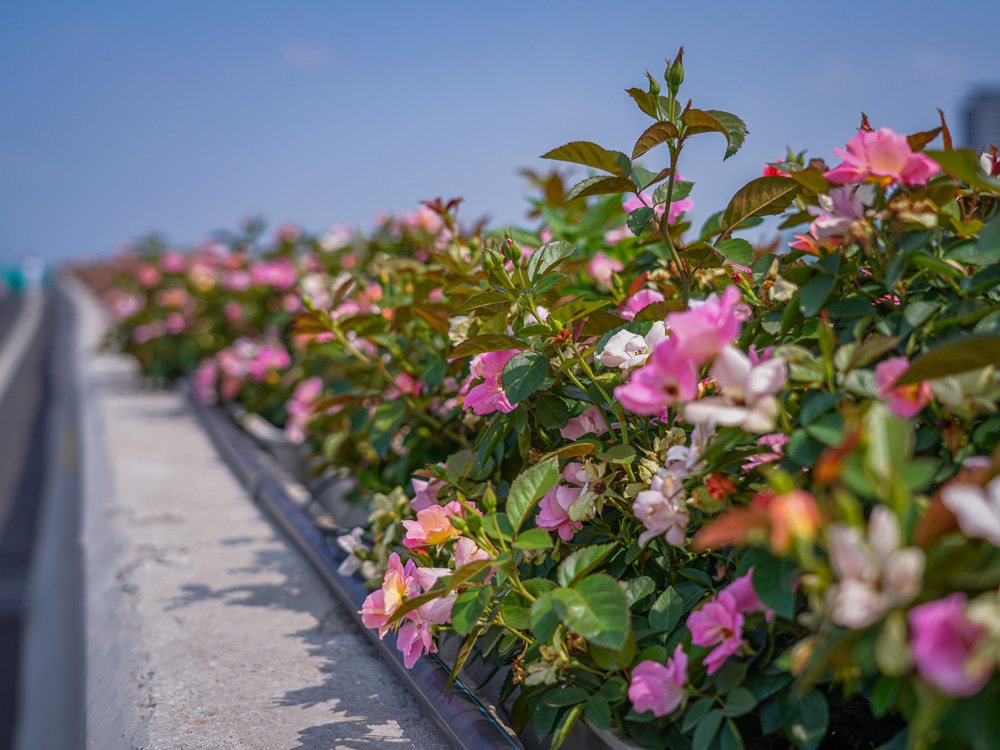 杭州余杭运溪高架两旁种上了会变色的月季。王黎娜摄